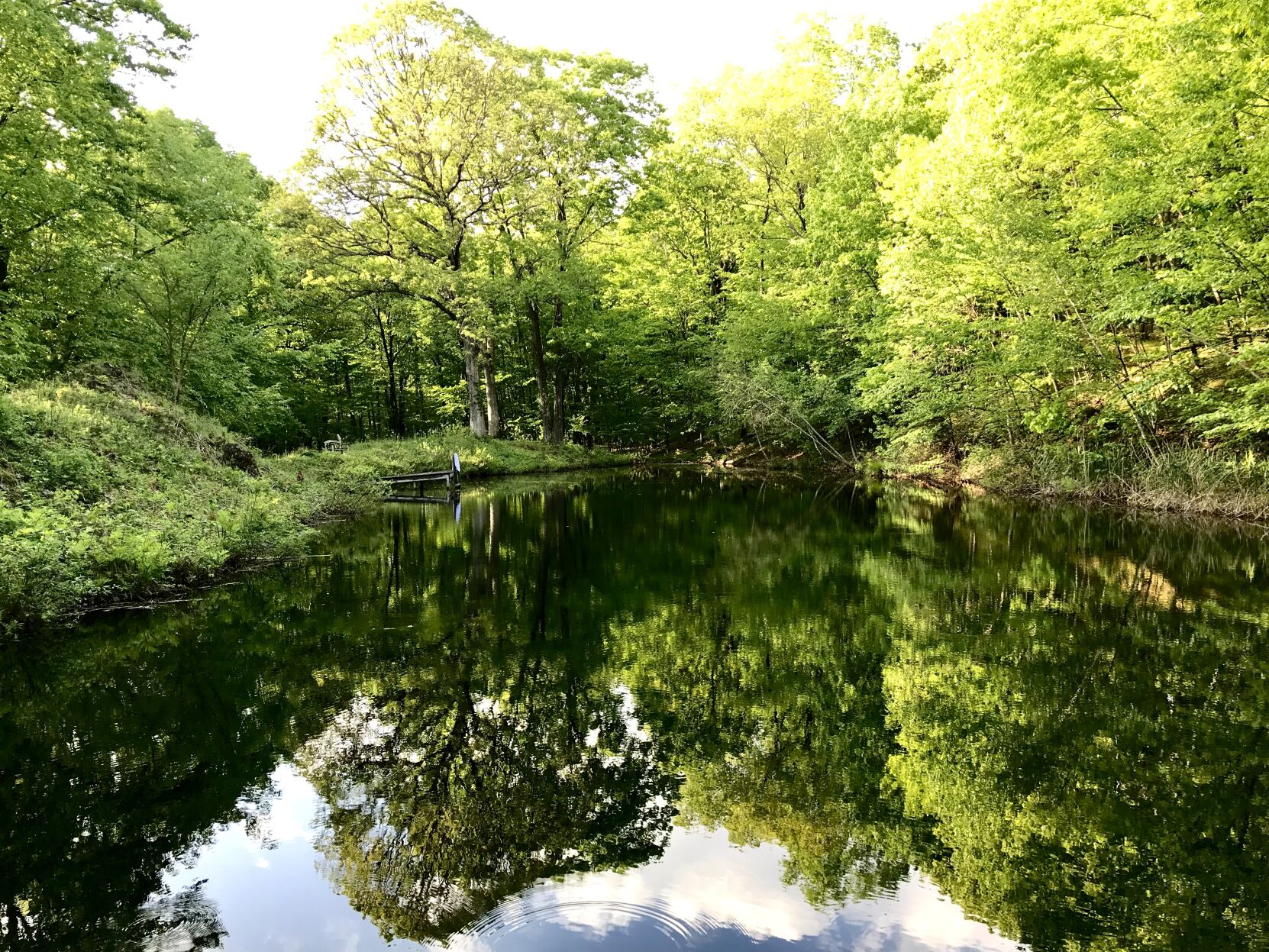 Spring trees reflecting in pond